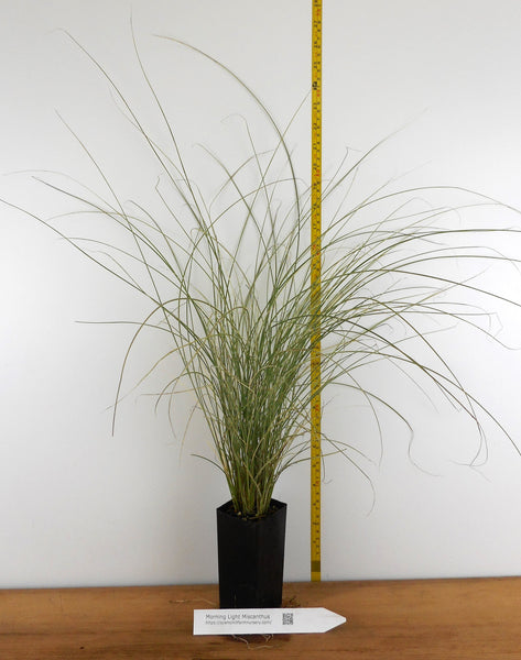 Morning Light' (Miscanthus sinensis) – Scenic Hill Farm Nursery