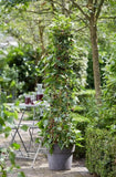 Mojo Berry® - Morus rotundiloba - Compact Everbearing Mulberry Tree- Great For Containers or Gardens