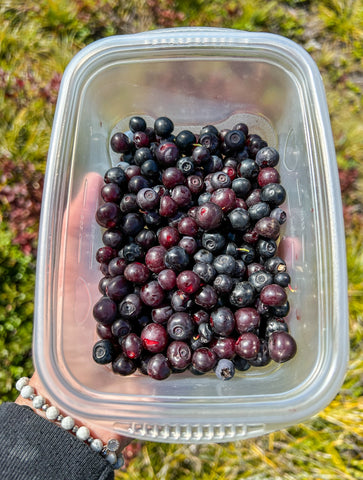 Huckleberry- Vaccinium membranaceum- Also Called Mountain Huckleberry, Big Huckleberry, or Thinleaf Huckleberry
