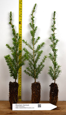 Mountain Hemlock (Tsuga mertensiana) Landscape or Bonsai