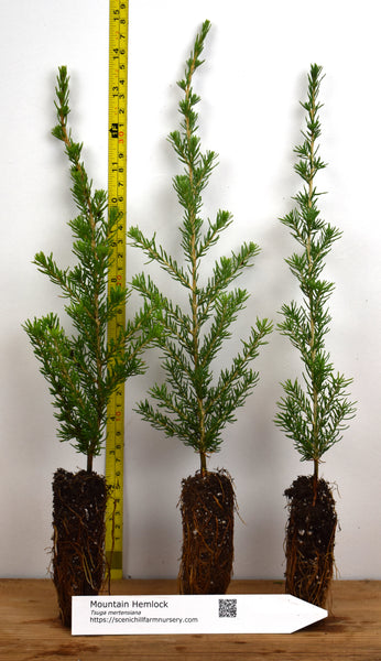 Mountain Hemlock (Tsuga mertensiana) Landscape or Bonsai – Scenic Hill Farm  Nursery