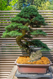 Mountain Hemlock (Tsuga mertensiana) Landscape or Bonsai