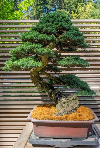 bonsai tree mountain Mountain Hemlock (Tsuga mertensiana) Landscape or Bonsai – Scenic Hill Farm Nursery