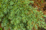 Mountain Hemlock (Tsuga mertensiana) Landscape or Bonsai