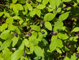 Huckleberry- Vaccinium membranaceum- Also Called Mountain Huckleberry, Big Huckleberry, or Thinleaf Huckleberry