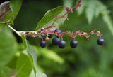 Huckleberry- Vaccinium membranaceum- Also Called Mountain Huckleberry, Big Huckleberry, or Thinleaf Huckleberry