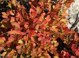 Huckleberry- Vaccinium membranaceum- Also Called Mountain Huckleberry, Big Huckleberry, or Thinleaf Huckleberry