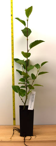 Alnus incana (Mountain Alder, Gray, Speckled Alder, or Thin Leafed Alder)