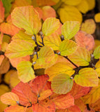 Mount Airy Fothergilla - Showy, honey-scented white bottlebrush flowers. Fall foliage