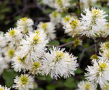 Mount Airy Fothergilla - Showy, honey-scented white bottlebrush flowers. Fall foliage