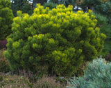 Dwarf Swiss Mountain Pine (Pinus mugo, pumilio) 1, 3 & 4 Year Old - Bonsai or Landscape