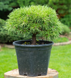Dwarf Swiss Mountain Pine (Pinus mugo, pumilio) 1, 3 & 4 Year Old - Bonsai or Landscape