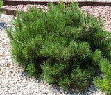 Dwarf Swiss Mountain Pine (Pinus mugo, pumilio) 1, 3 & 4 Year Old - Bonsai or Landscape