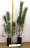 Dwarf Swiss Mountain Pine (Pinus mugo, pumilio) 1, 3 & 4 Year Old - Bonsai or Landscape
