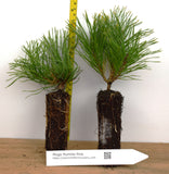 Dwarf Swiss Mountain Pine (Pinus mugo, pumilio) 1, 3 & 4 Year Old - Bonsai or Landscape