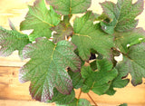 Munchkin Oakleaf Hydrangea (Hydrangea quercifolia)