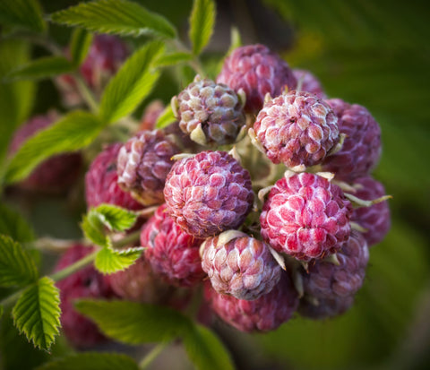Tropical Raspberry Niveus 'Mysore'-Potted Plants- a prolific fruiting plant- Zones 9-11