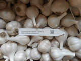 Northern White Garlic Bulbs - premium porcelain rose tinted hardneck variety