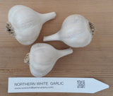 Northern White Garlic Bulbs - premium porcelain rose tinted hardneck variety