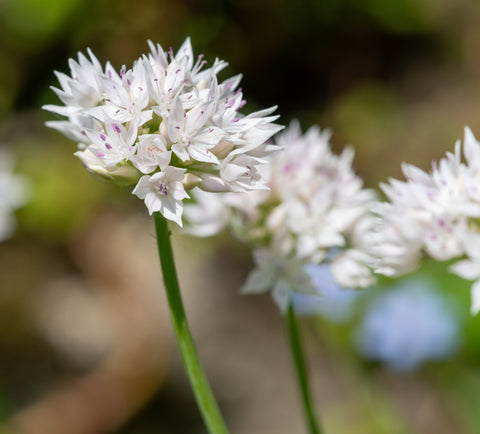 Narrow-Leaf Onion (Allium amplectens) -Deer Resistance, Pollinator Appeal, Low Maintenance