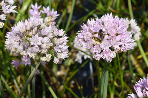 Narrow-Leaf Onion (Allium amplectens) -Deer Resistant, Pollinator Appeal, Low Maintenance