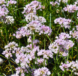 Narrow-Leaf Onion (Allium amplectens) -Deer Resistant, Pollinator Appeal, Low Maintenance