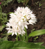 Narrow-Leaf Onion (Allium amplectens) -Deer Resistance, Pollinator Appeal, Low Maintenance