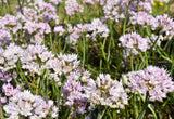 Narrow-Leaf Onion (Allium amplectens) -Deer Resistant, Pollinator Appeal, Low Maintenance