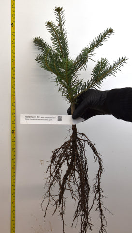 Nordmann Fir (Abies nordmanniana), also known as the Caucasian Fir