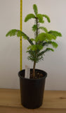 Nordmann Fir (Abies nordmanniana), also known as the Caucasian Fir