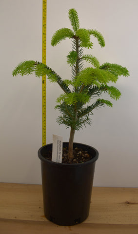 Nordmann Fir (Abies nordmanniana), also known as the Caucasian Fir