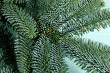 Nordmann Fir (Abies nordmanniana), also known as the Caucasian Fir