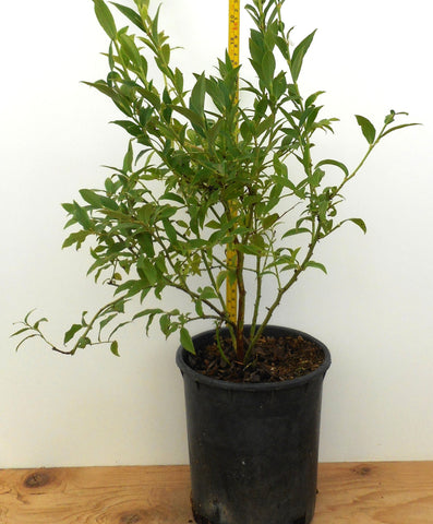 Northblue Blueberry Plants - Large One Gallon Containers - Zone 3