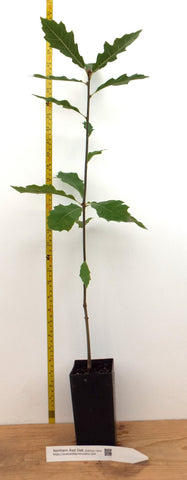 Northern Red Oak - 18-24 Inch Tall Potted Tree