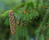 Norway spruce, Picea abies Potted seedling 12-18 inches tall, Windbreak, Landscape, Bonsai, or Christmas Tree