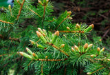 Norway spruce, Picea abies Potted seedling 12-18 inches tall, Windbreak, Landscape, Bonsai, or Christmas Tree