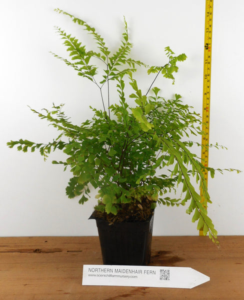 maidenhair fern potting mix Northern Maidenhair Fern (Adiantum pedatum)