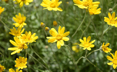 Oregon Sunshine (𝐸𝑟𝑖𝑜𝑝ℎ𝑦𝑙𝑙𝑢𝑚 𝑙𝑎𝑛𝑎𝑡𝑢𝑚) Low-Maintenance, Native Perennial