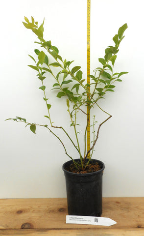 O'Neal Southern Highbush Blueberry Plants- Large One Gallon Containers