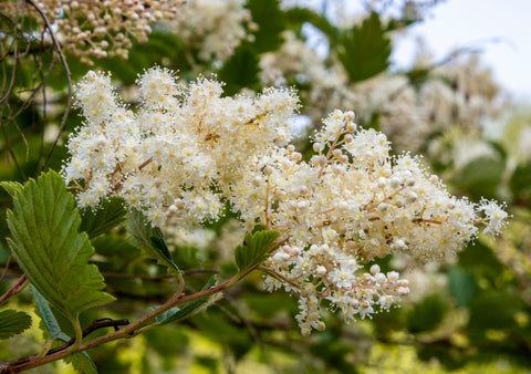 Oceanspray (Holodiscus discolor) Attracts Pollinators, Hedgerows, & Stabilizing Slopes.