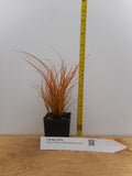 Orange New Zealand Sedge -Carex testacea - Ornamental Grass -Versatile and easy to grow