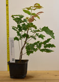 Oregon Grape (Mahonia aquifolium) - hardy, broadleaf evergreen native