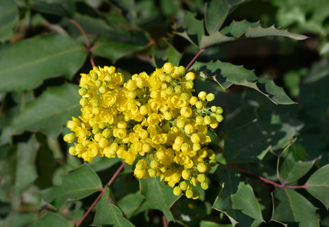 Oregon Grape (Mahonia aquifolium) - hardy, broadleaf evergreen native