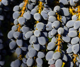 Oregon Grape (Mahonia aquifolium) - hardy, broadleaf evergreen native
