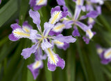 Iris tenax (Tough-leaf Iris or Oregon Iris)
