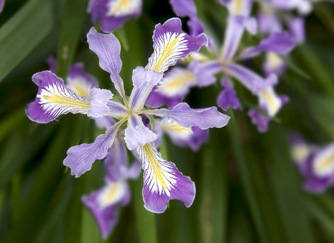 Iris tenax (Tough-leaf Iris or Oregon Iris)