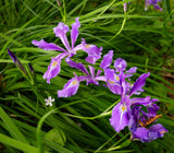 Iris tenax (Tough-leaf Iris or Oregon Iris)