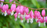 Pacific Bleeding Heart (Dicentra formosa)