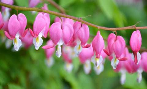 Pacific Bleeding Heart (Dicentra formosa)