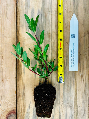 Pacific Mist Manzanita -Ground Cover, Pre-Bonsai, or Native Garden